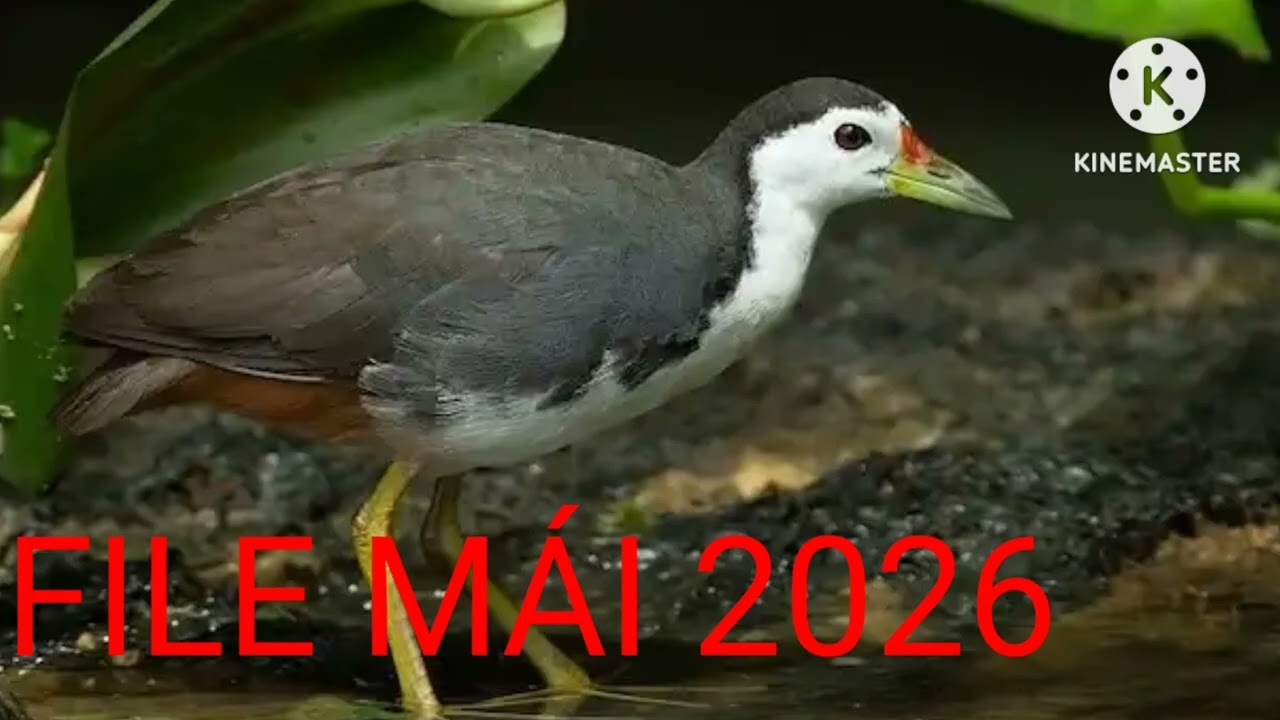 Tiếng Chim Quốc Mái 2026. #Kimmaosuvuong #filequoc #tiengchimquoc