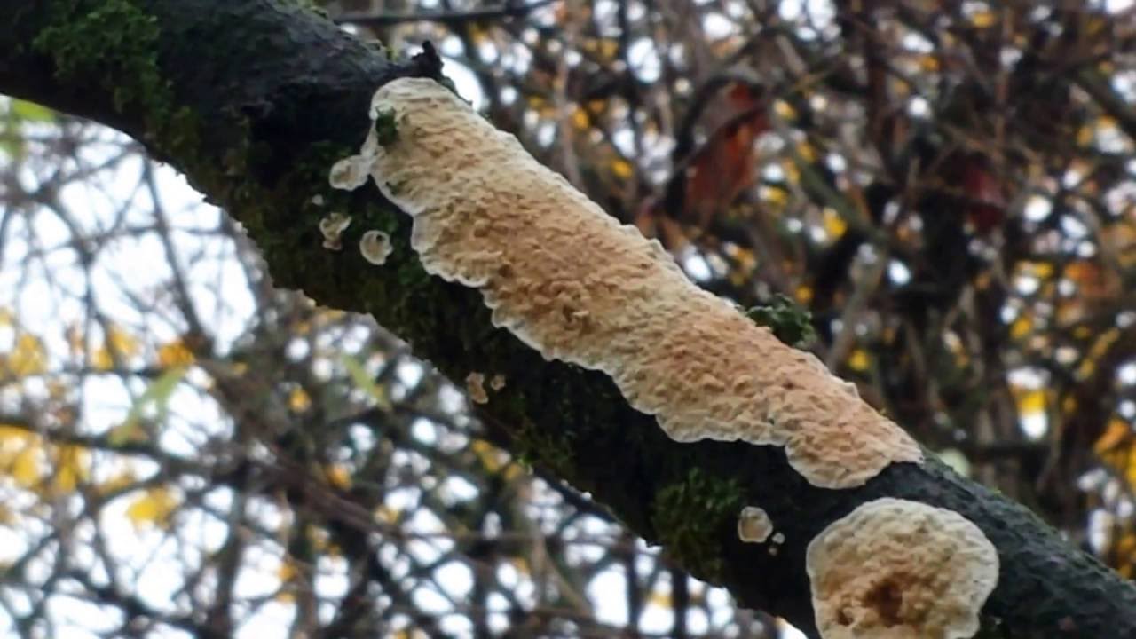 Lichen - flourishing in Autumn