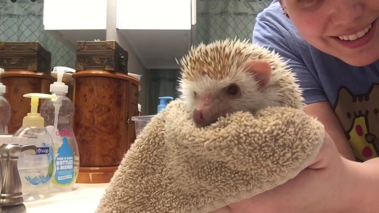 Hedgehog Rescue Intake cleaning routine: basic cleaning