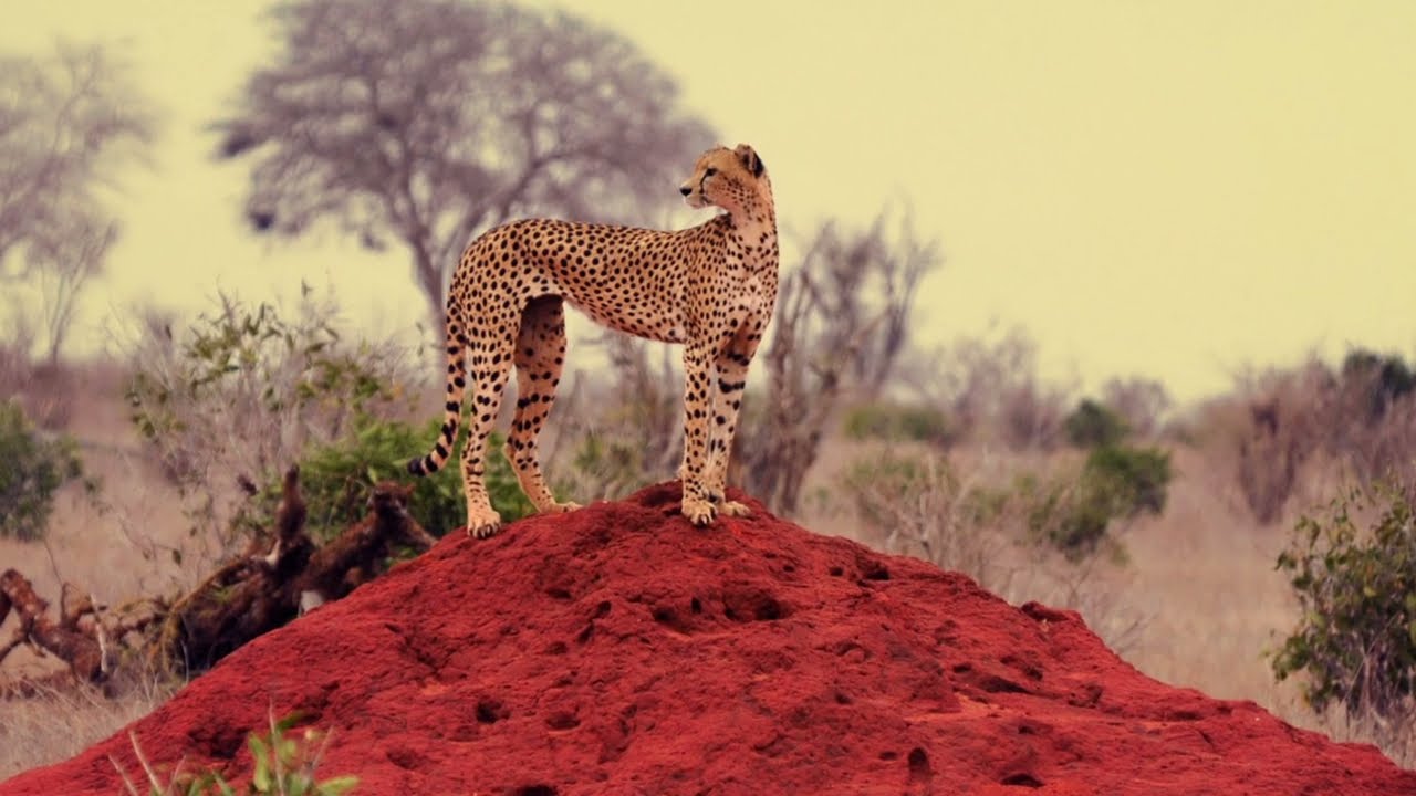 A la découverte du Guépard