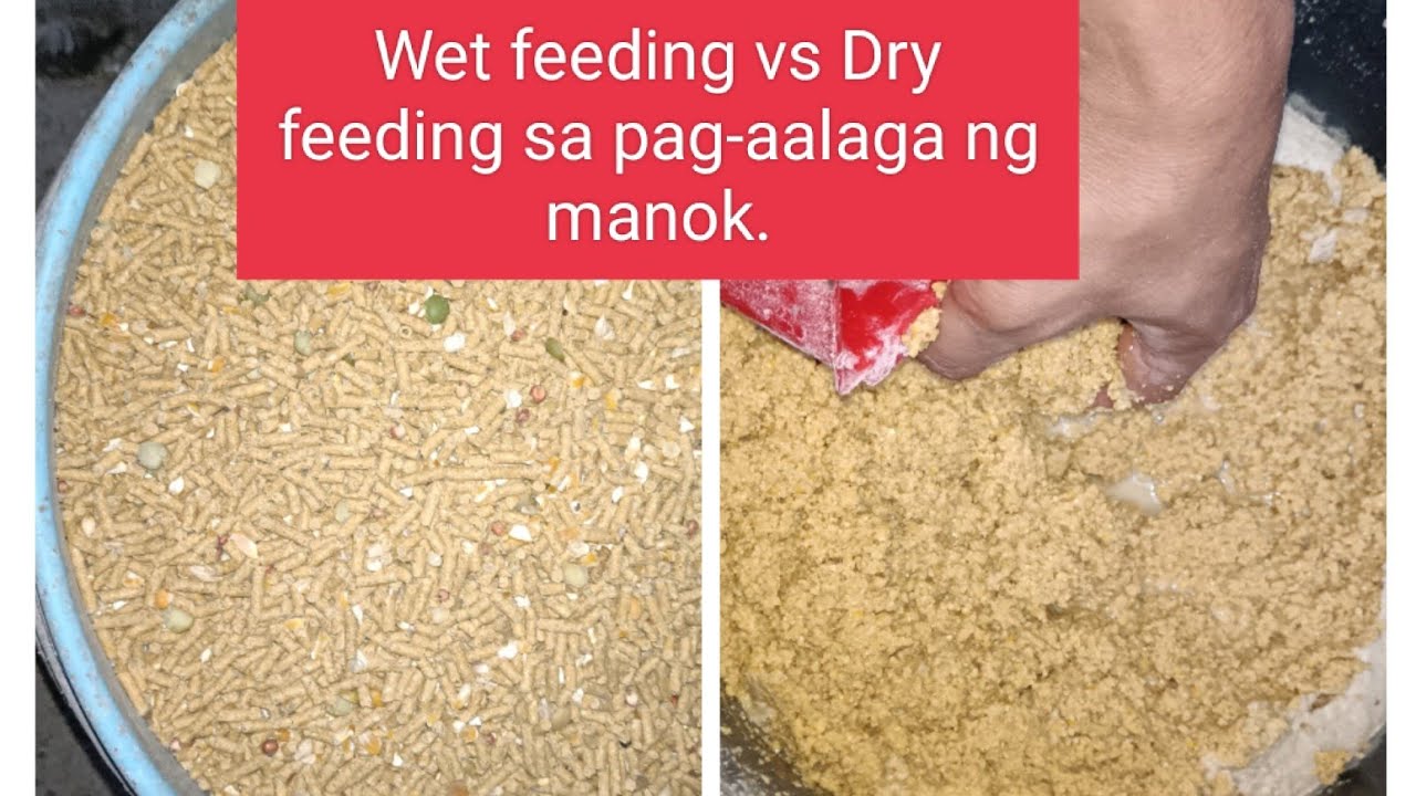 Pagpapakain ng Dry Feeding at Wet feeding sa mga alagang manok