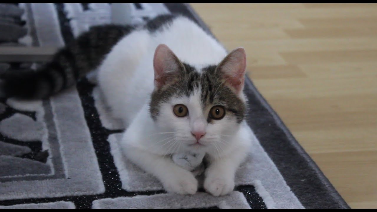 Futterschrank für Katzen  einfach selber machen / DIY-Simply make your own food cabinet for cats