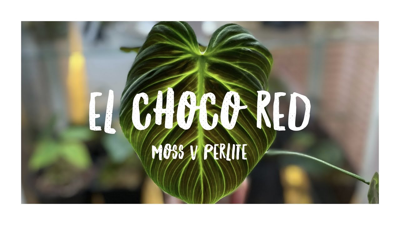 EL CHOCO RED: How To Propagate A Rare Plant | Moss V Perlite Propagation