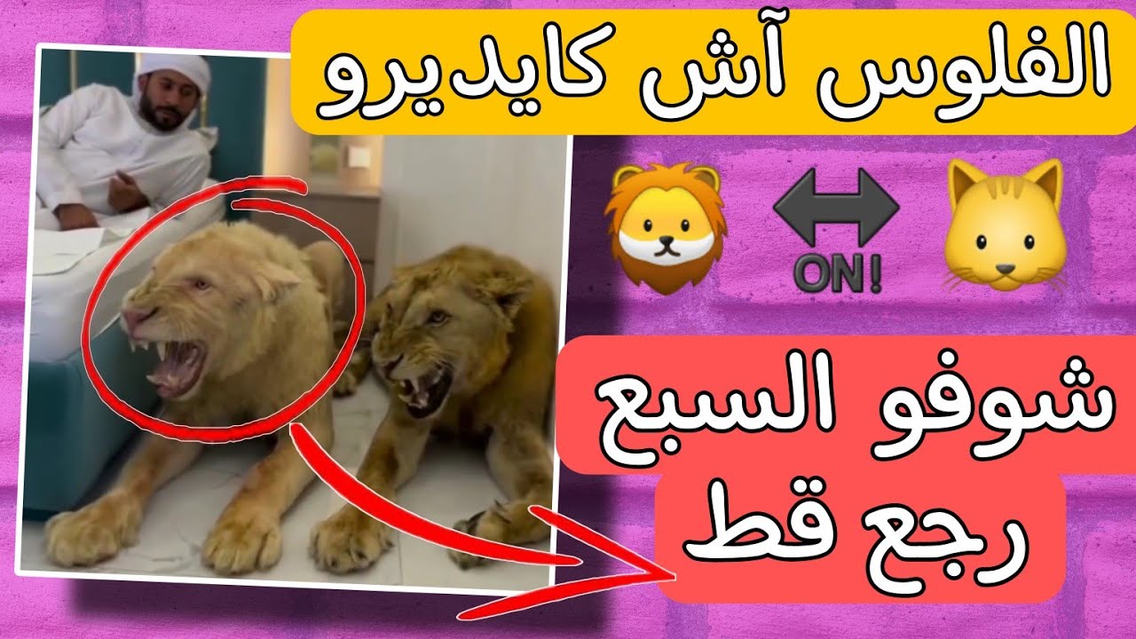 مشات الهيبة 🦁🤣 سبع رجع بحال القطة بسبب الفلوس🤦‍♂️💵