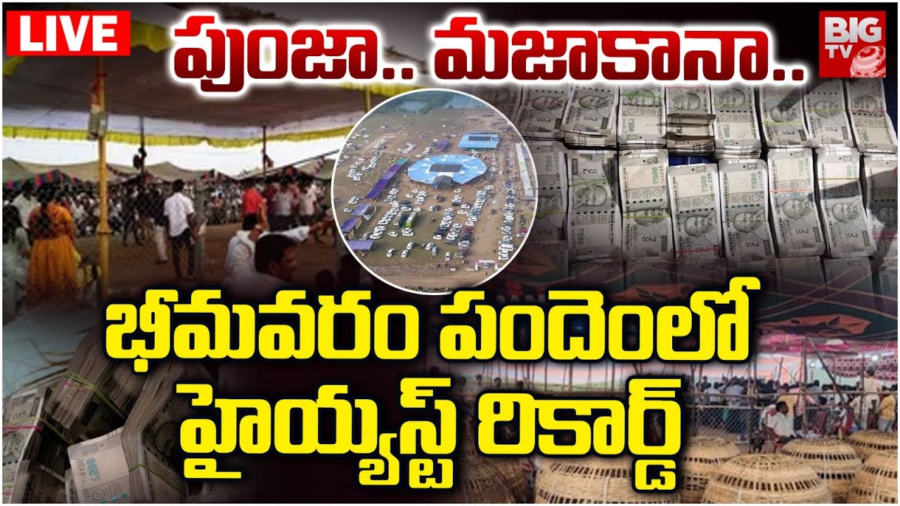 భీమవ&zwnj;రంలో పందాలు LIVE: Bhimavaram Kodi Pandalu 2026 LIVE | Sankranthi Celebrations | BIG TV