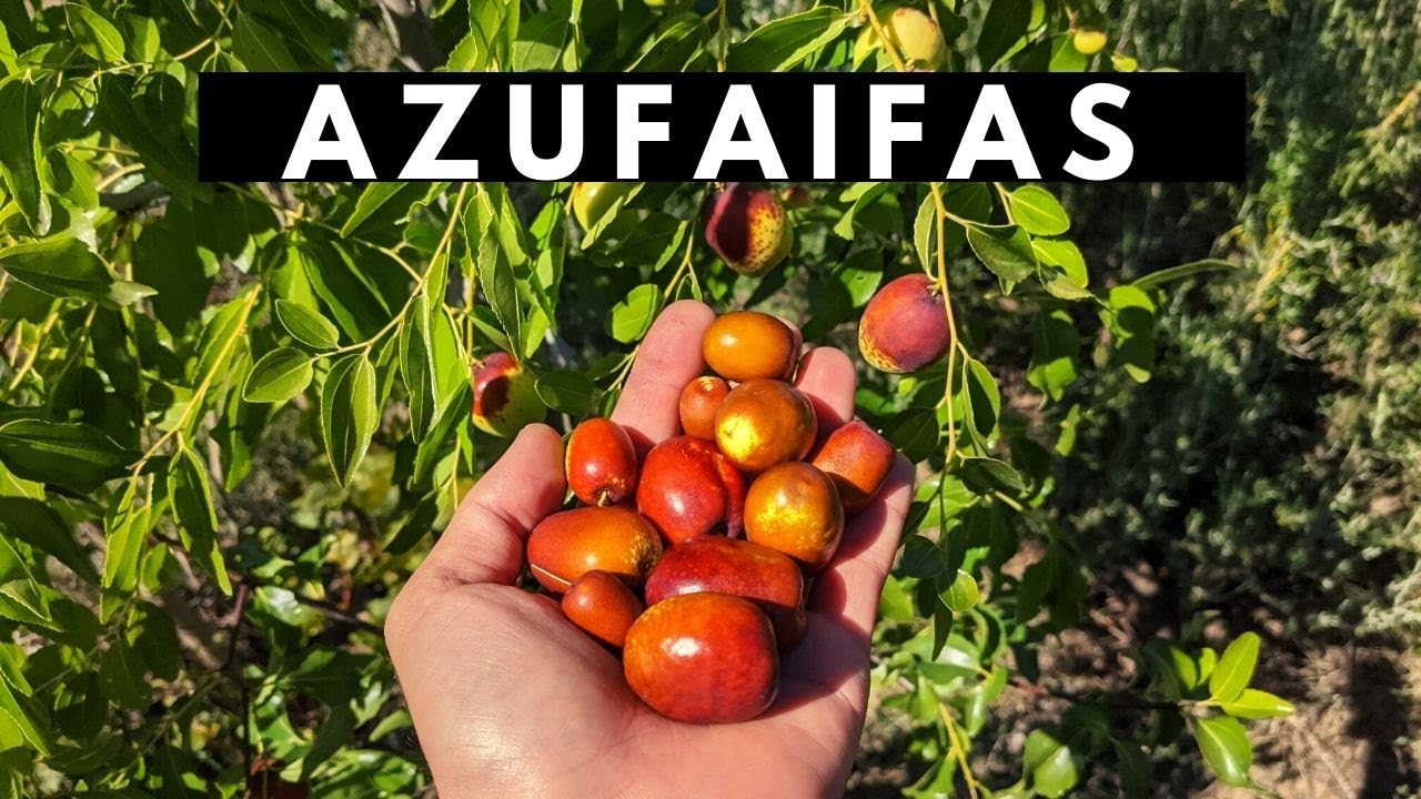 Azufaifo en el huerto. Su cuarto año.