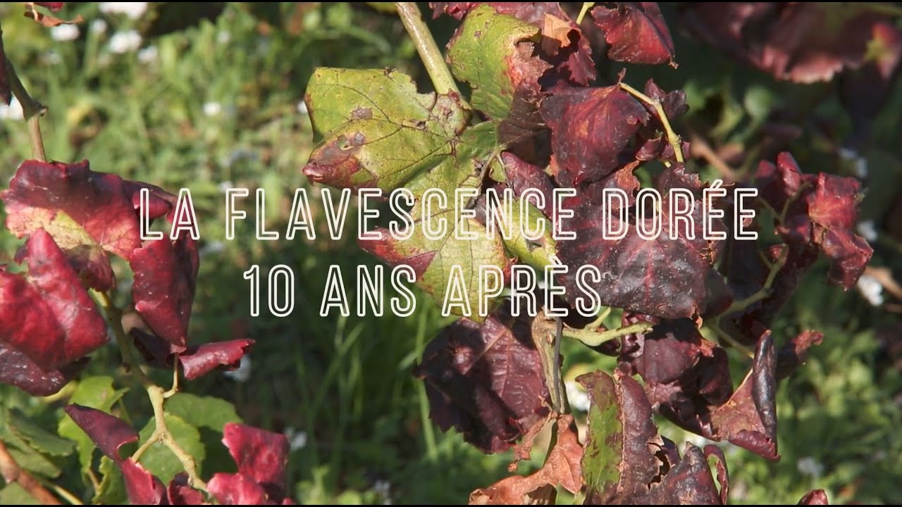 🎥🍇 Flavescence dor&eacute;e : 10 ans apr&egrave;s, le combat continue