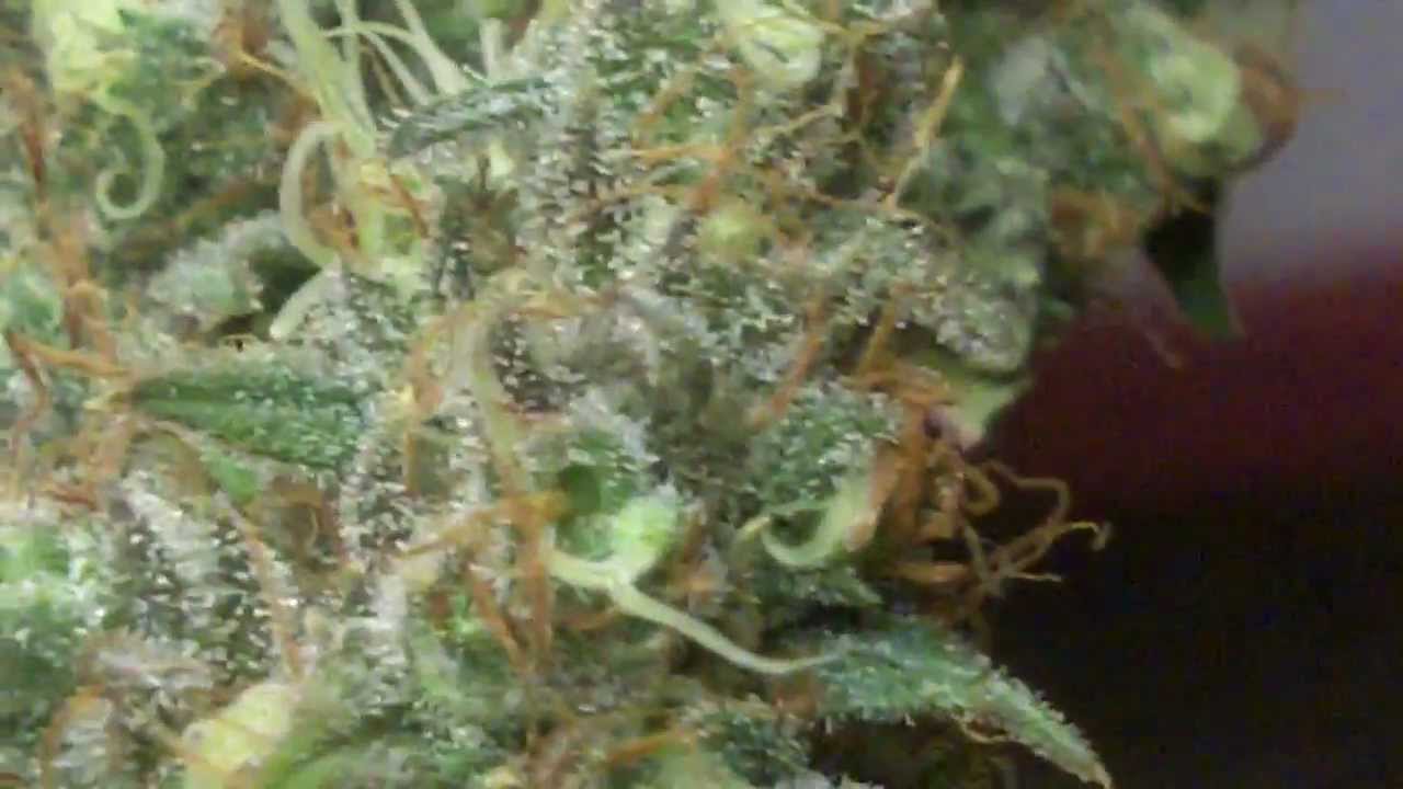 Chocolope Harvest