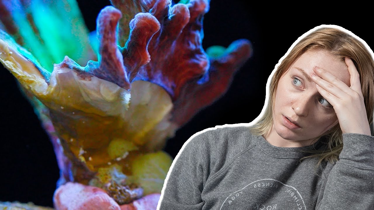 Why are you receding??? - Becka's Tank Series: Episode 9
