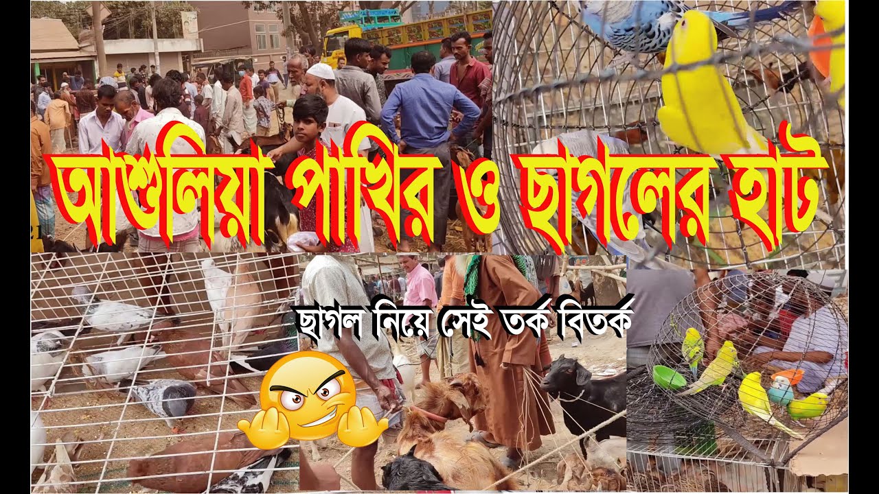 আশুলিয়া পাখির ও ছাগলের বিরাট হাট ।। MR.MITHU II Ashulia Pakhir Hat-2021