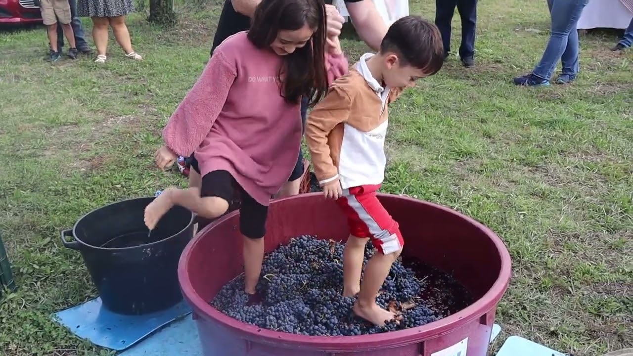 Harvesting Joy - The Aglianico Experience in Southern Italy 🍇✨