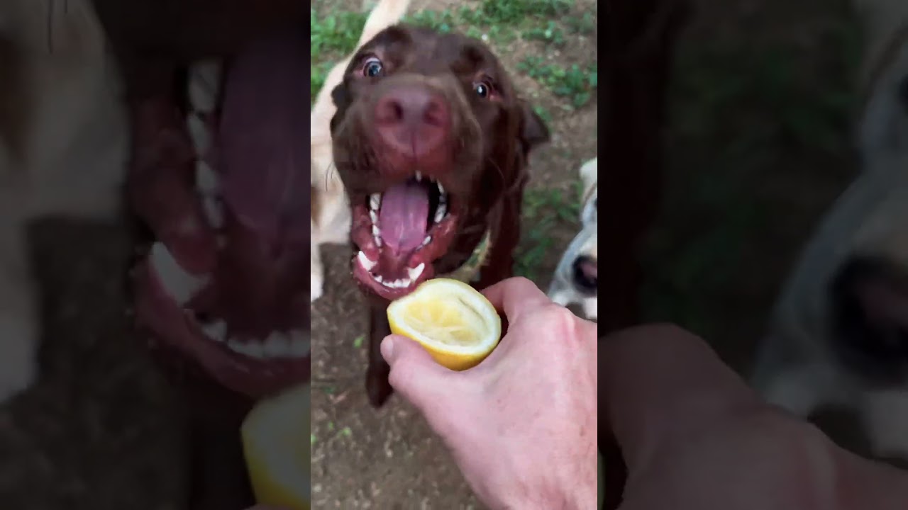 POV: When Your Dogs THINK They Want What You Have 😂