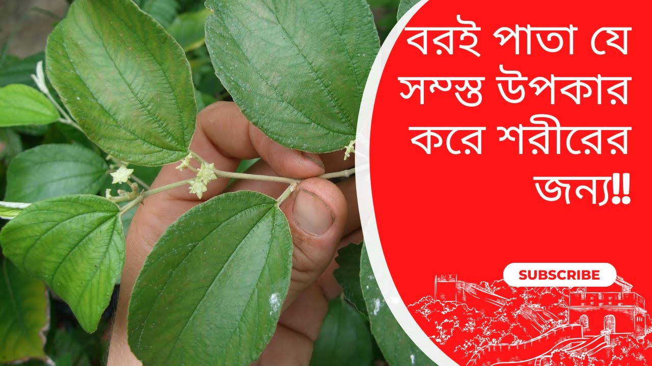 বরই পাতার স্বাস্থ্য উপকারিতা/ Health benefits of plum leaves/Must know benefits plum leaves