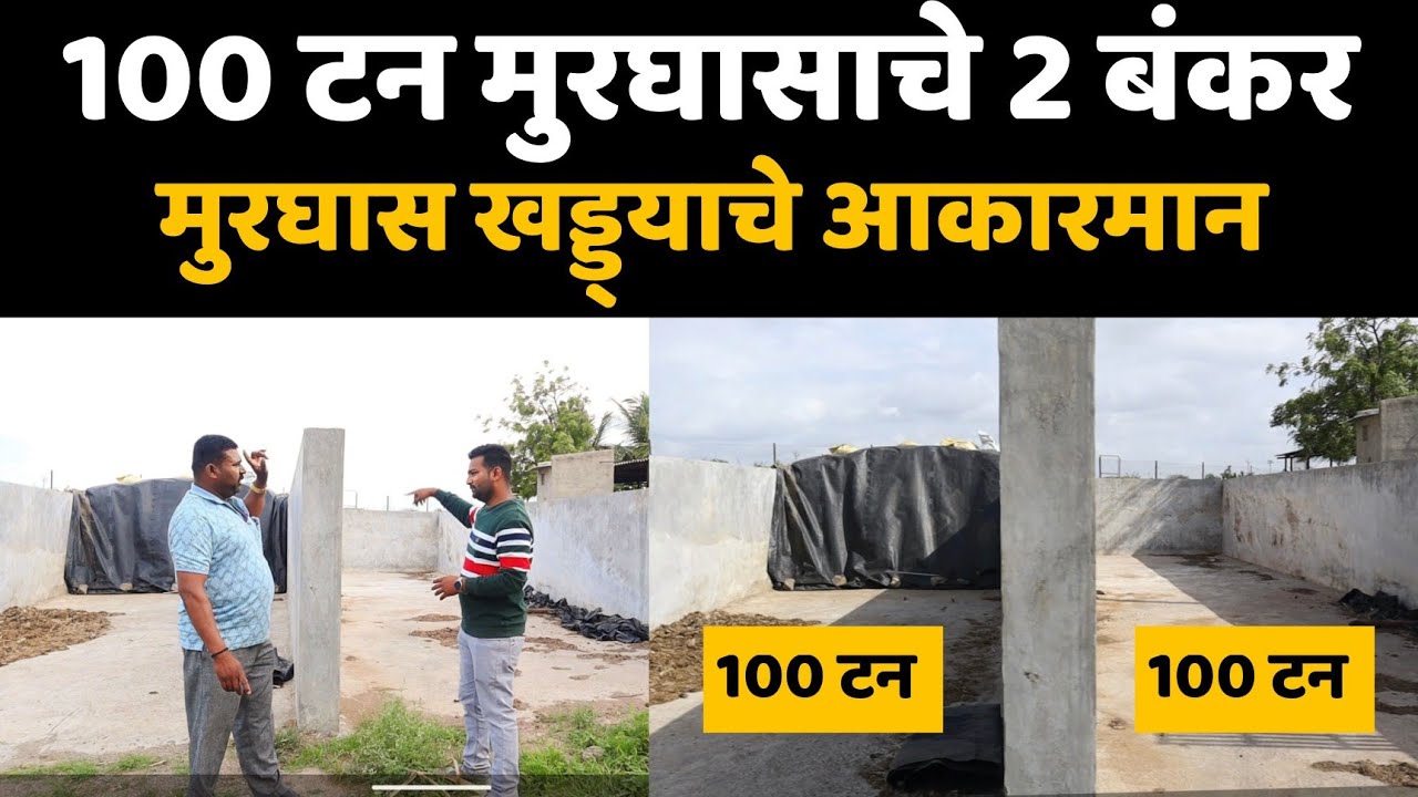 🔶100 टन मुरघासाचे 2 बंकर।मुरघास खड्ड्याचे आकारमान व खर्च।मुरघासासाठी बंकर पद्धत