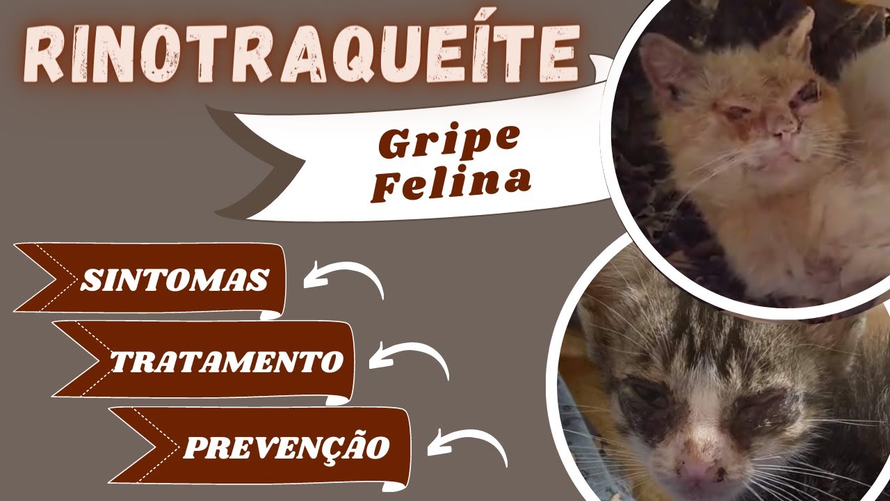 RINOTRAQUEÍTE infecciosa felina tratamento  #GRIPE #FELINA #GATO ESPIRRANDO