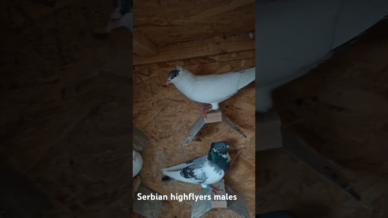 Serbian highflyers males season 2025. #beautifulpigeonintheworld #pigeon #kabootar