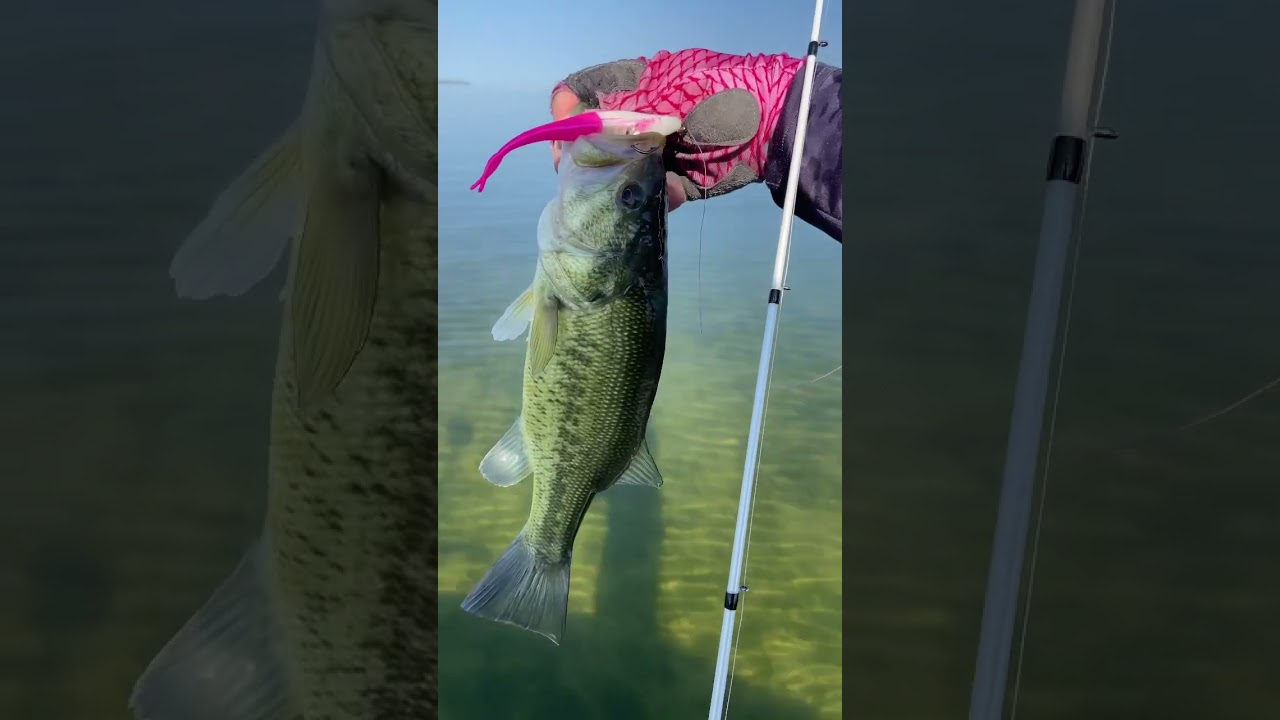 Shallow water bass fishing