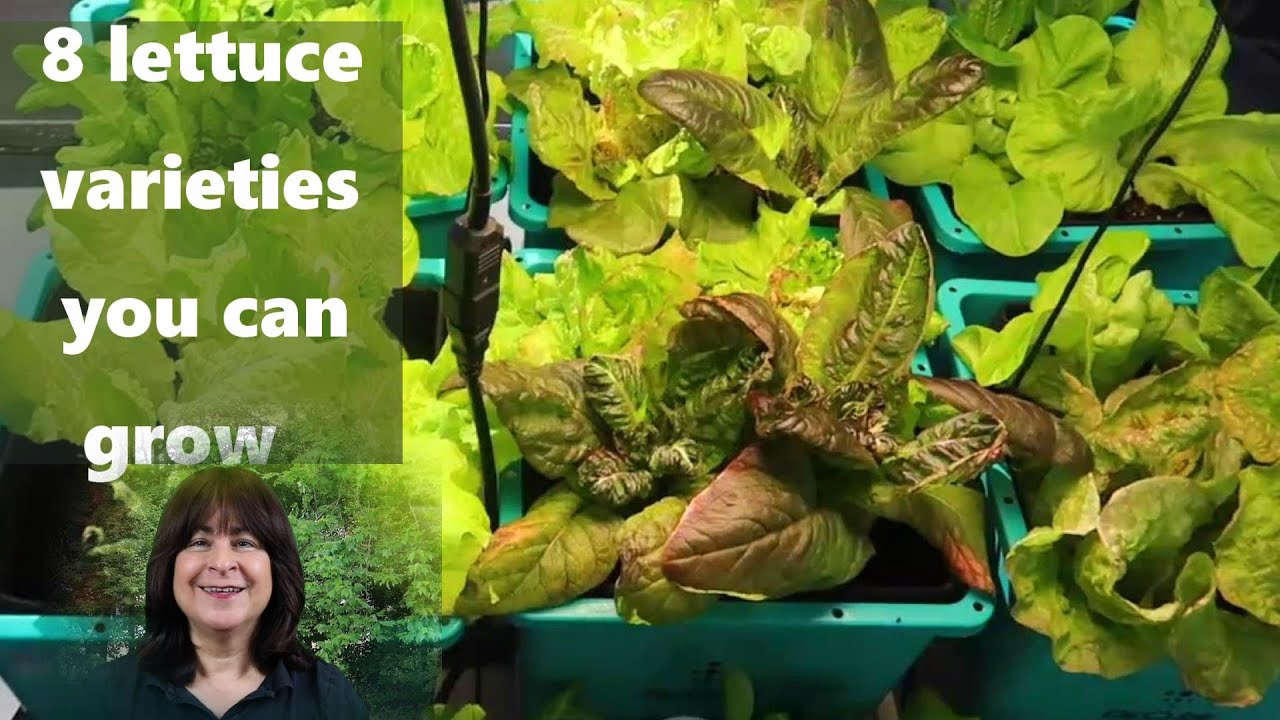 Comparing 8 Lettuce Varieties You Can Grow