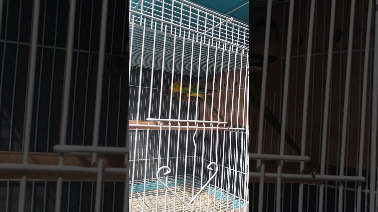 Breeding Red Rumped Pair (Alao Name as Red Rump Parakeet / Grass Parakeet / Red Backed Parrot )