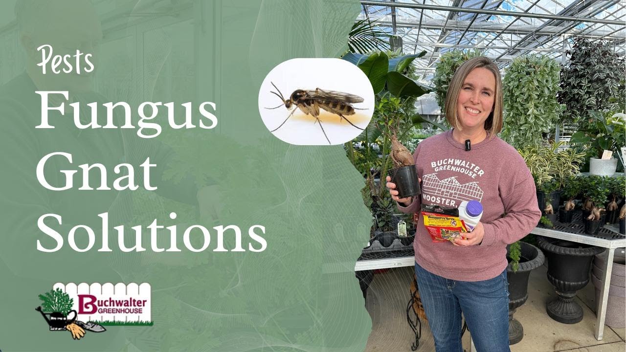 Fungus Gnat Control: Proven Methods to Save Your Houseplants from those 'Tiny Black Looking Flies'