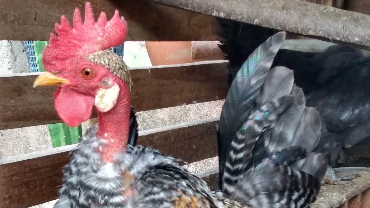 Nova baia de Míni- garnizé pescoço pelado. #galinhascaipira #avesormamentais #aves #foryou #fyy
