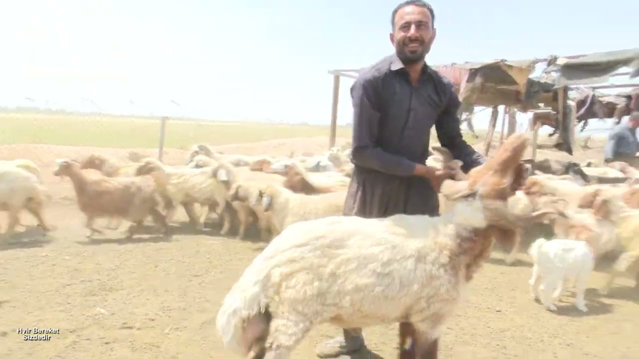 برنامج (خير بركت سيزده دى) (البركة بكم )مزرعة علي عقله /تصوير وتقديم /ولدان قصاب