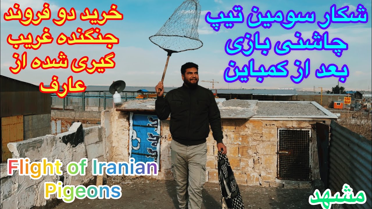 (قسمت۳۰۸)شکار(فیلم)پرش کبوتران آلمانی تیپ چاشنی باز/خرید۲کبوتر غریب گیری شده توسط بابای عارف/مشهد/