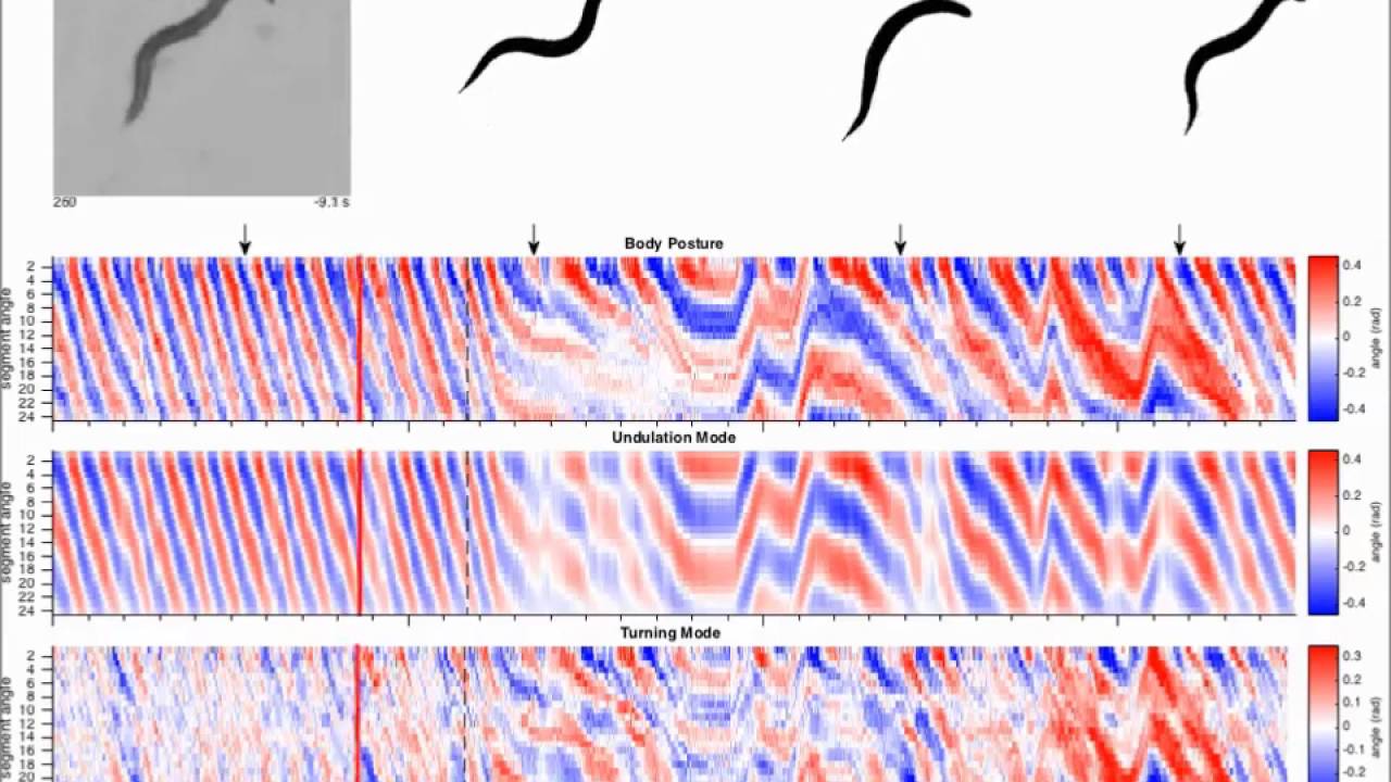 Regulation of two motor patterns enables the gradual adjustment of locomotion strategy
