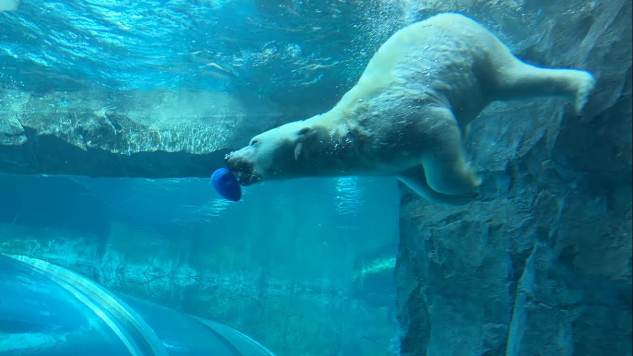 20260318:今日の円山動物園