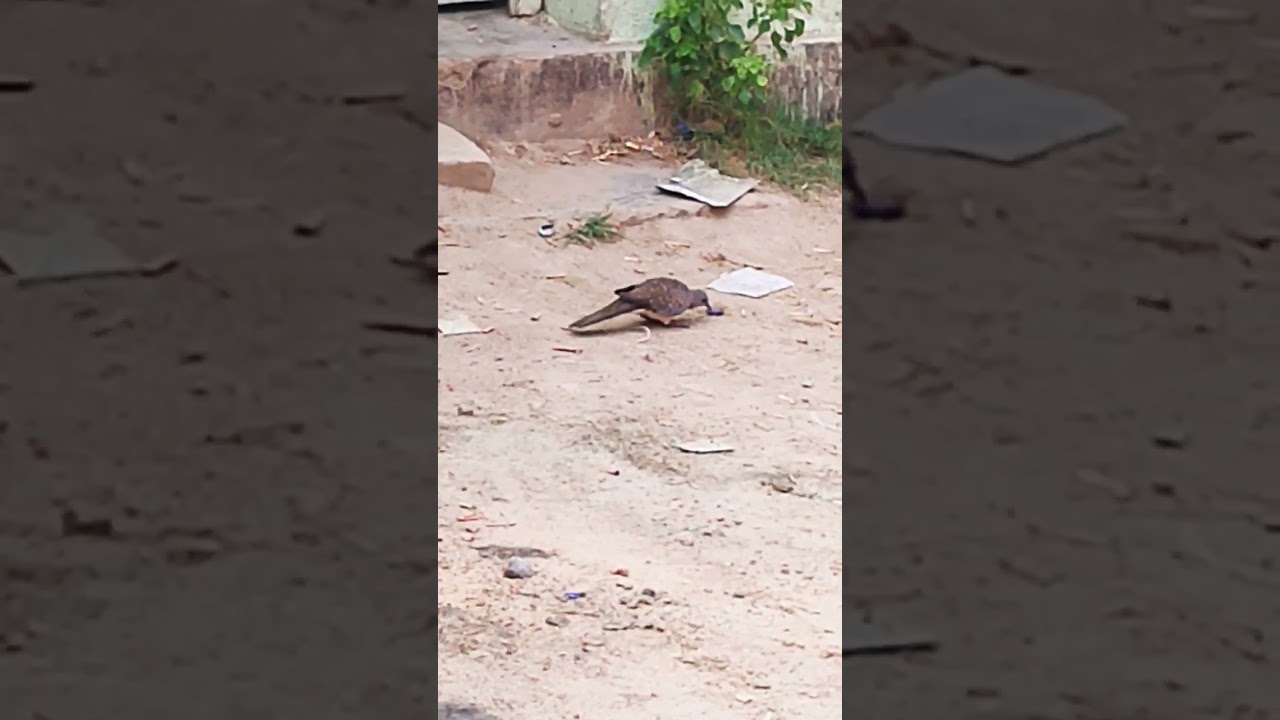 #bird#nice dove👍😊