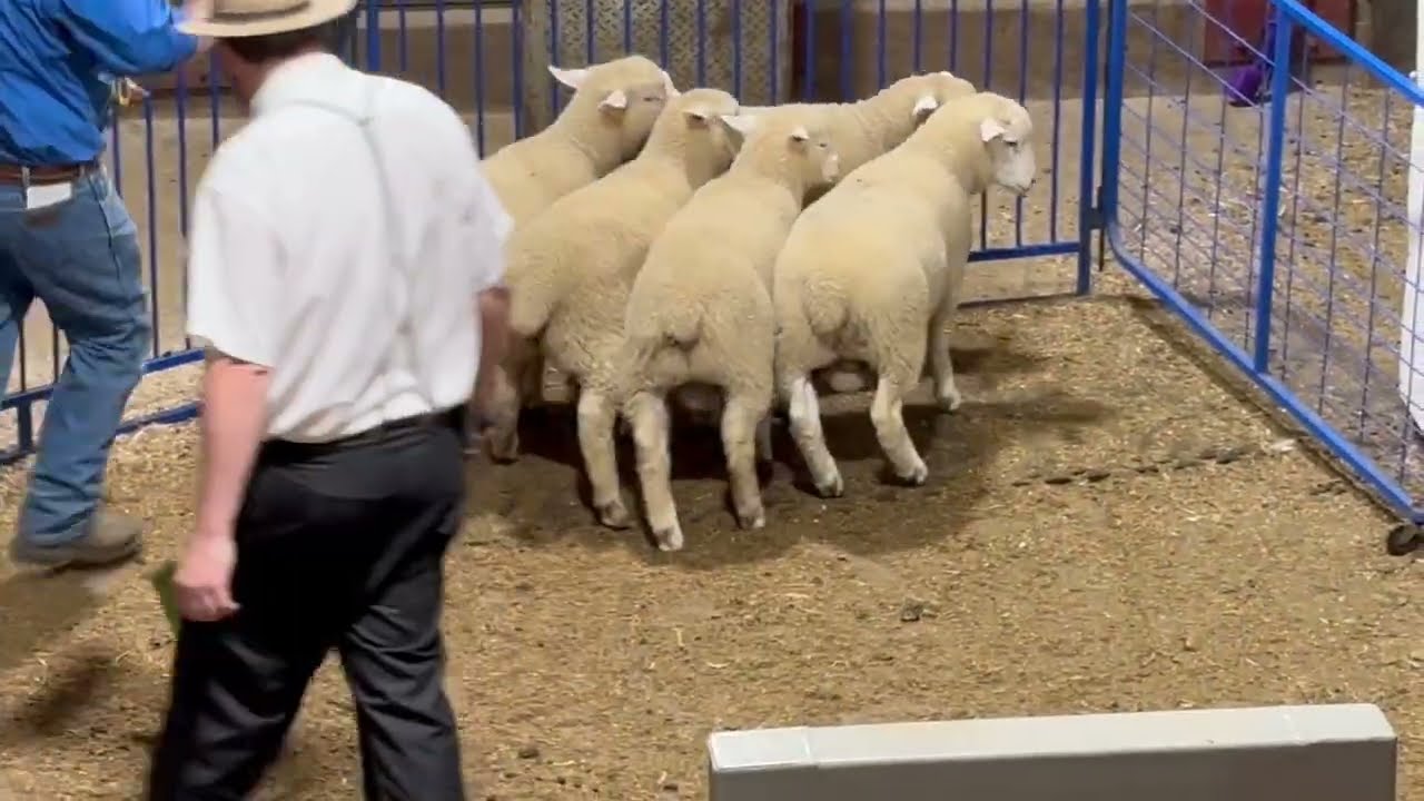 Kalona sale day for my Ile-De-France lambs.