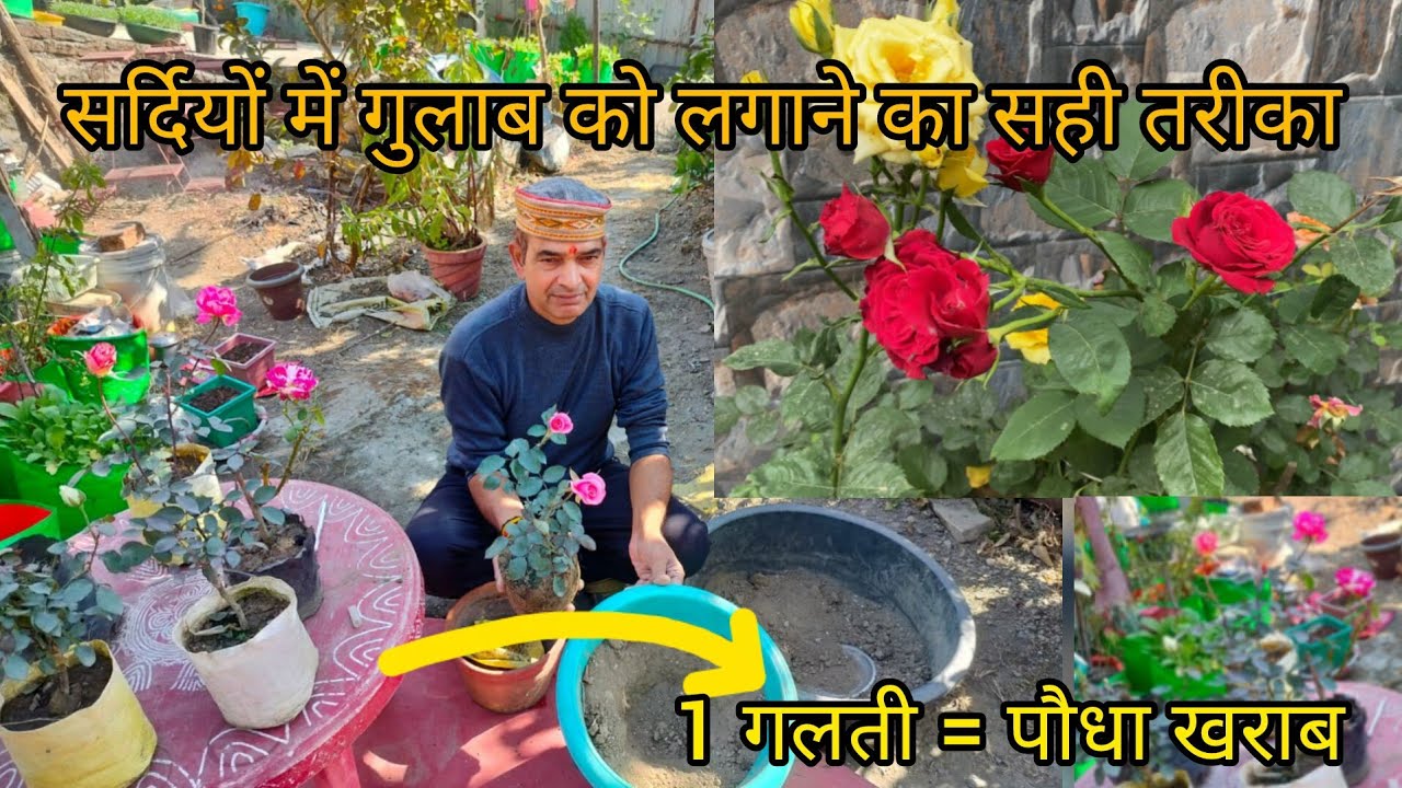 सर्दियों में नर्सरी से लाए हुए गुलाब के पौधे को लगाने का सही तरीका | Nursery Rose Plant Care #garden