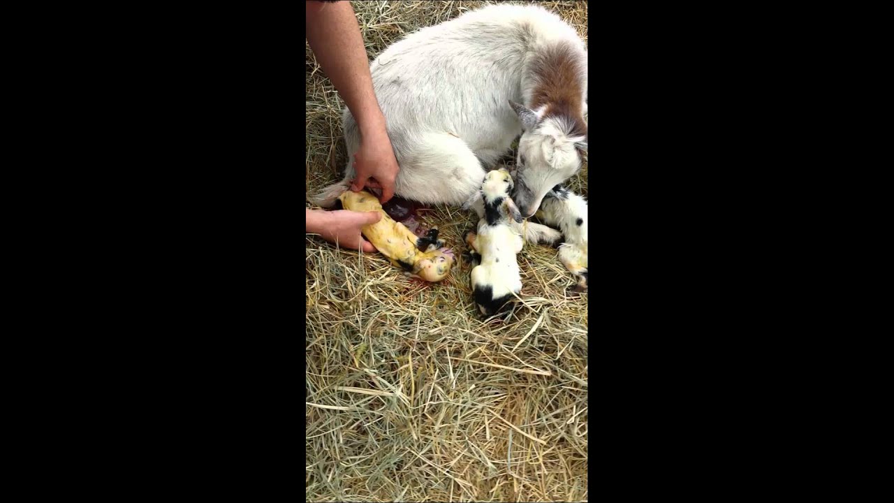 Deedee giving birth