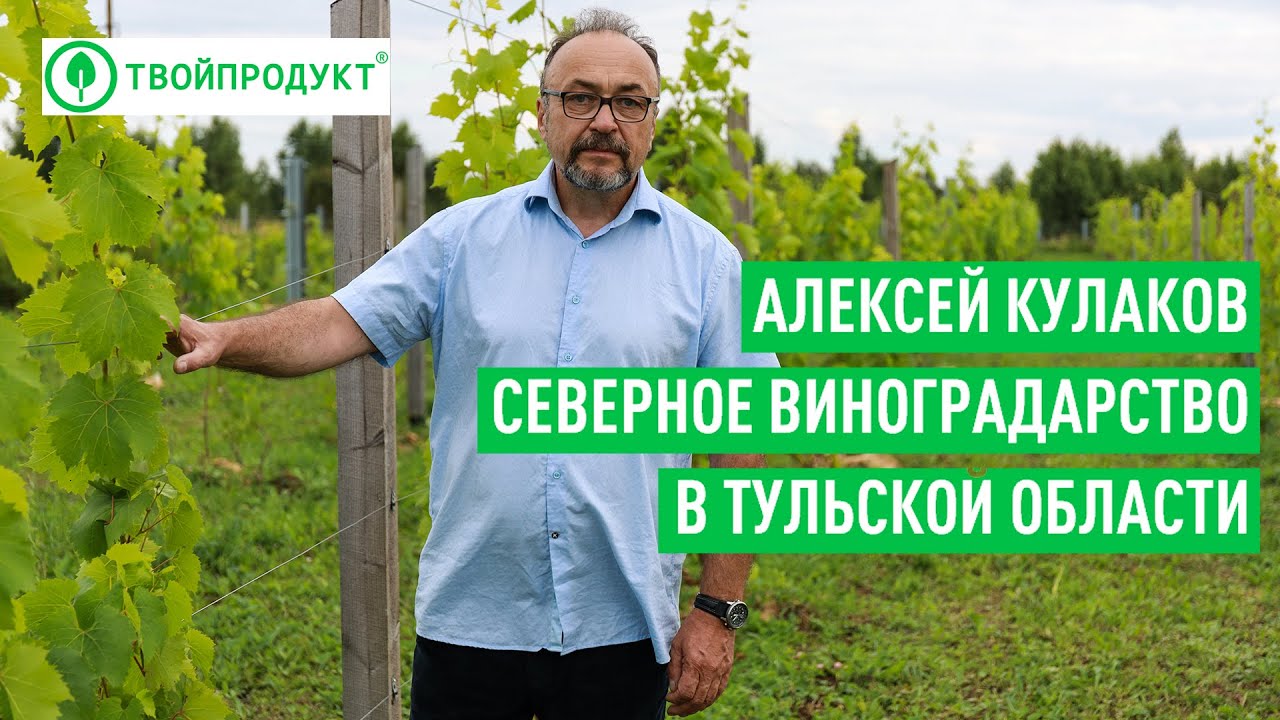 Виноградники в Тульской области. Как это возможно?