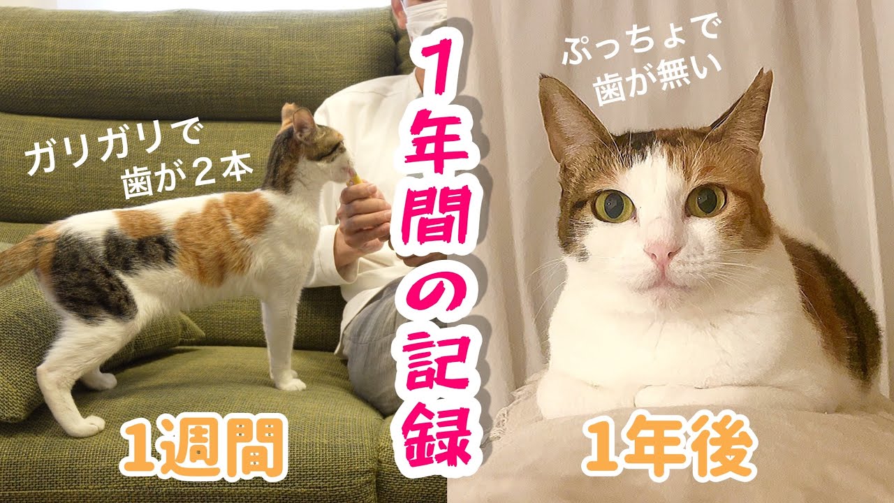 【猫の気持ち】よく喋る、歯が無い私が保護されて1年が経ちました