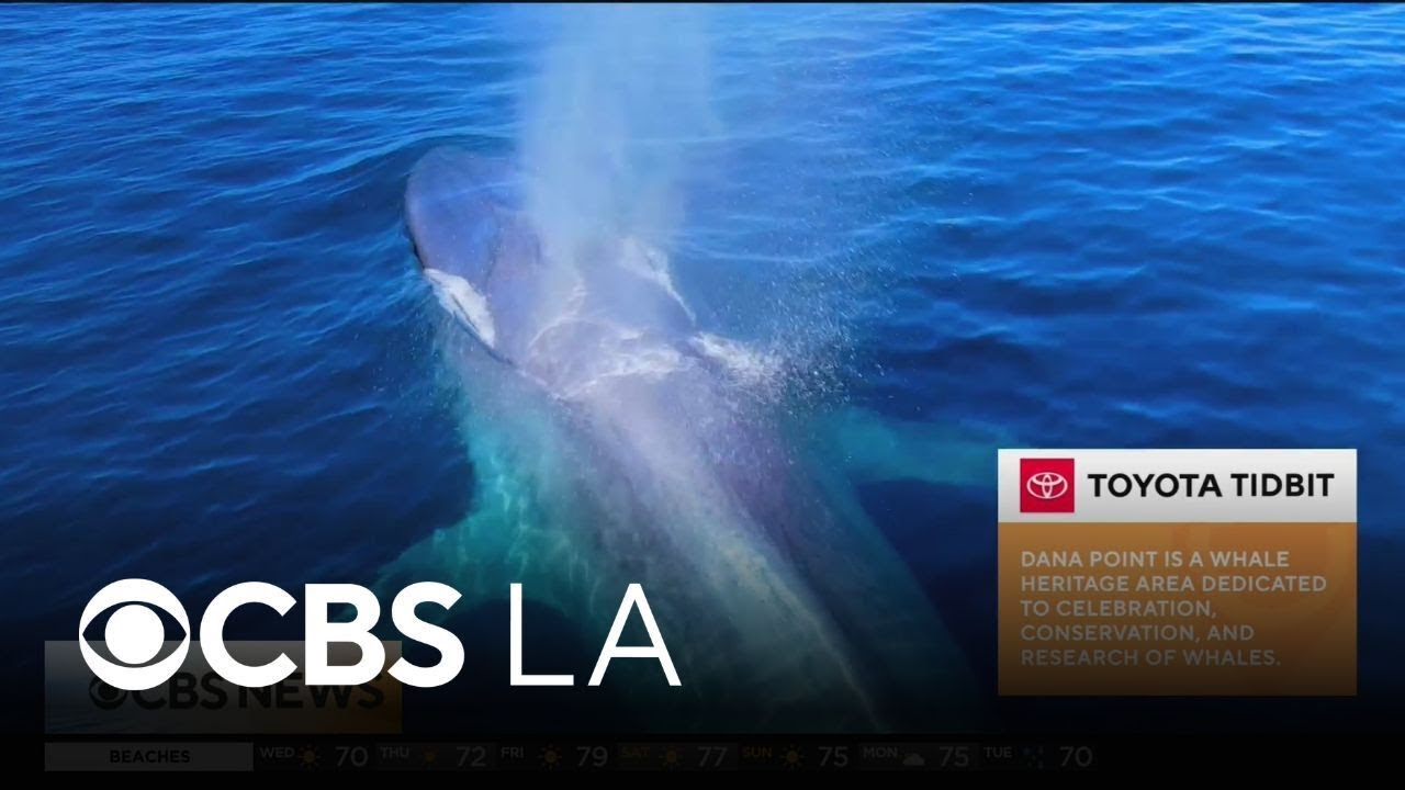 Whale watching in Dana Point | Let&rsquo;s Go Places