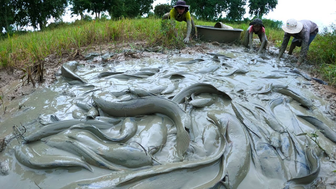 fishing skills - how to catch fish in mud at field by hand, top 3 fisherman