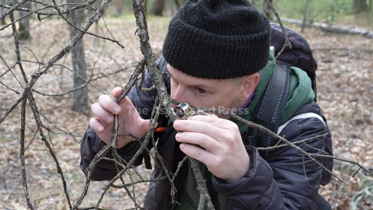 Scientists seek to protect fungi as changing climate threatens mushrooms, lichens