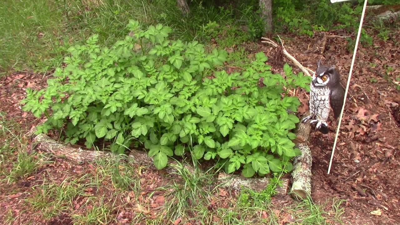 Woods / Stealth Survival Garden - Back to Eden Style - Update