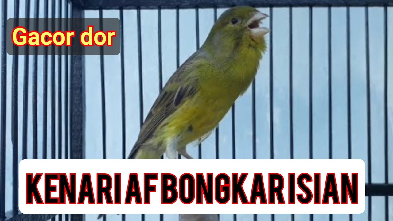 Kenari Af gacor ngerol panjang' pas untuk masteran burung juara 