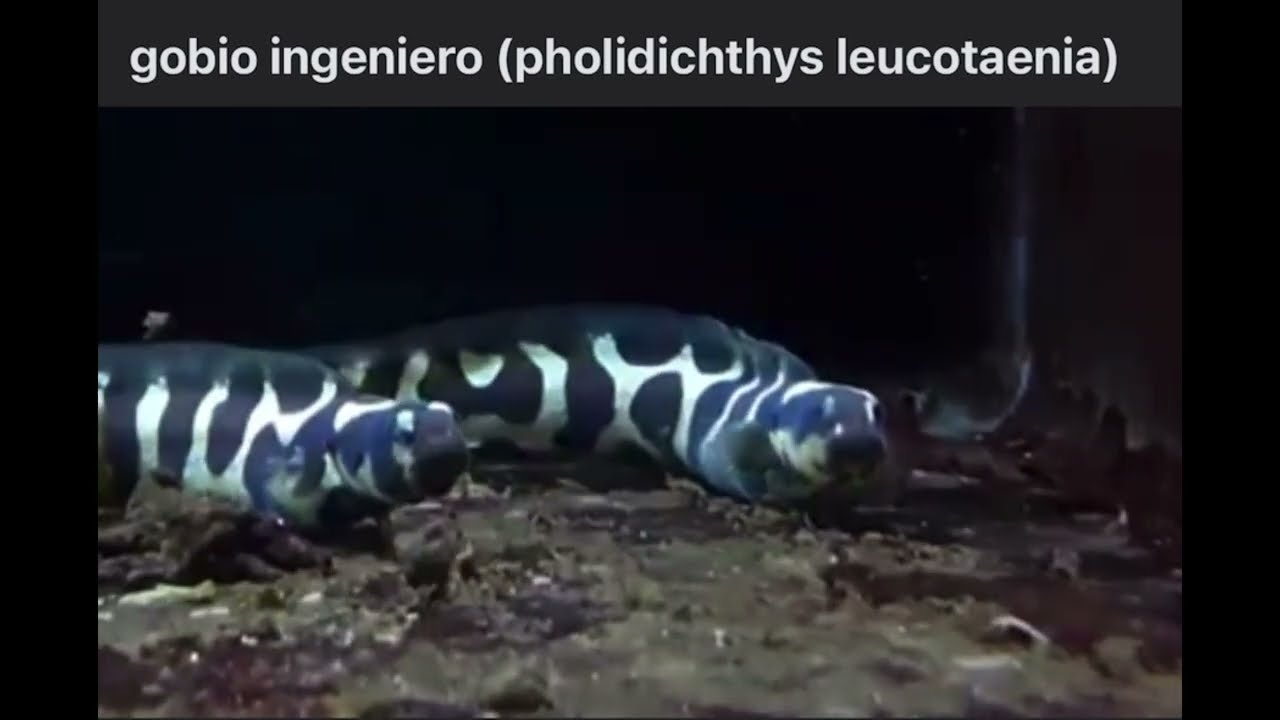 Pez gobio ingeniero Pholidichtys Leucotaenia no es un gobio, ni una morena , ni serpiente😱😱