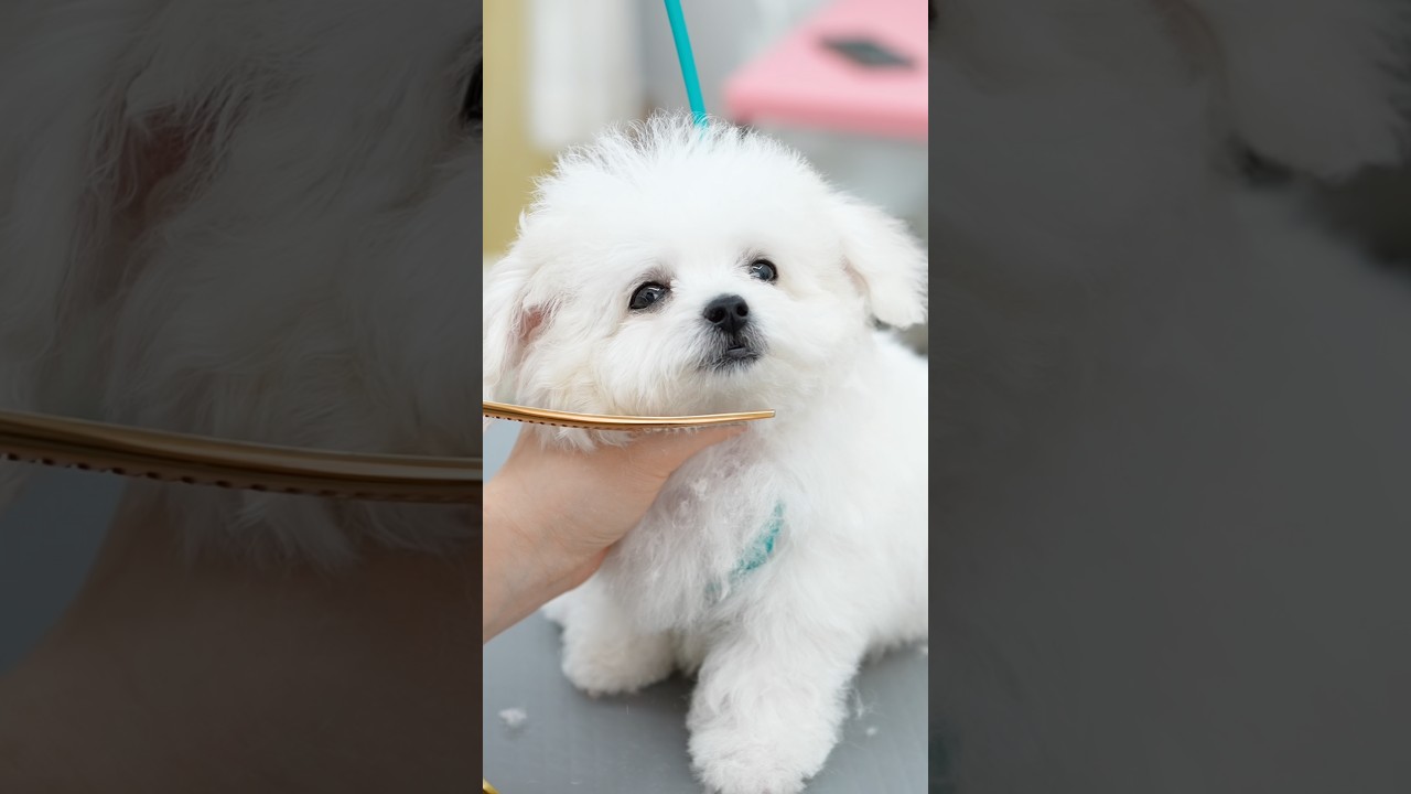 Первая стрижка 4-месячного щенка бишон фризе&hellip; Мое сердце растаяло 🐶🤍
