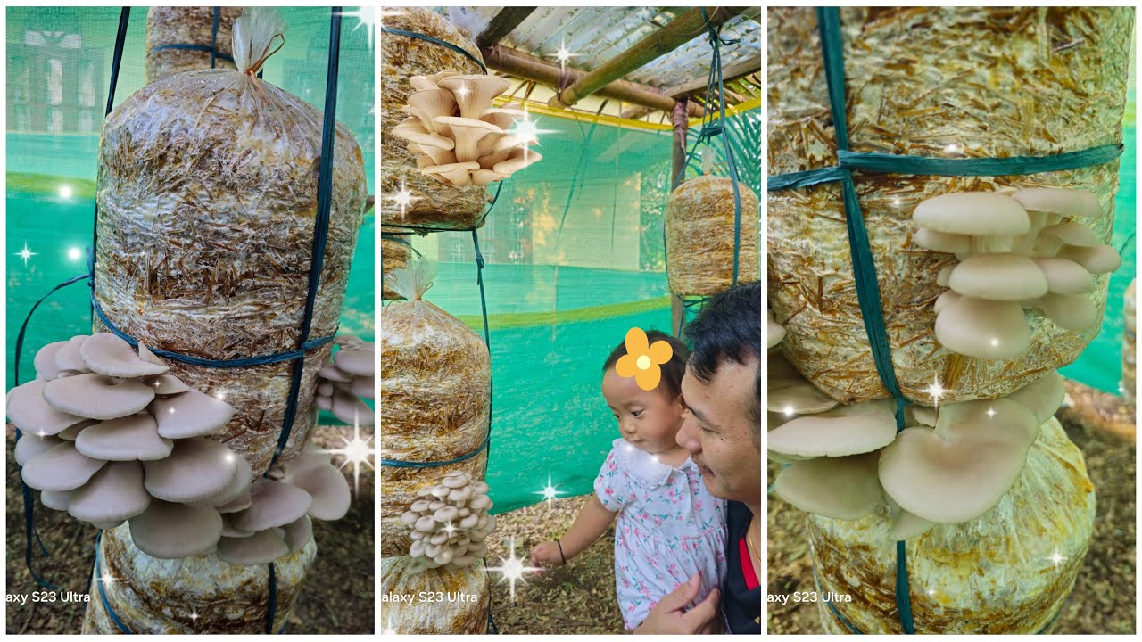 Ghar bete bete mushroom ugaoo #growing mushroom at home#mushroom