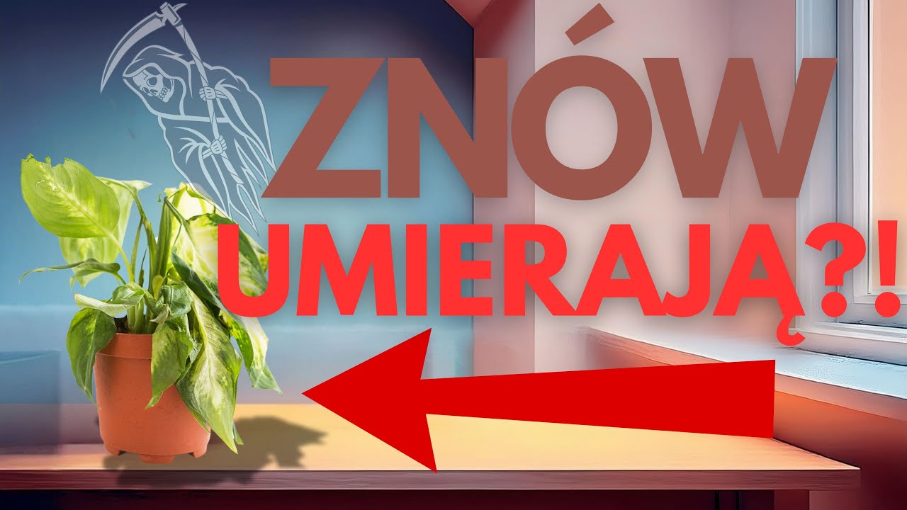Dlaczego roślina umiera? 5 najczęstszych powodów i jak je rozpoznać ☠️👩🏼‍🔬🌱