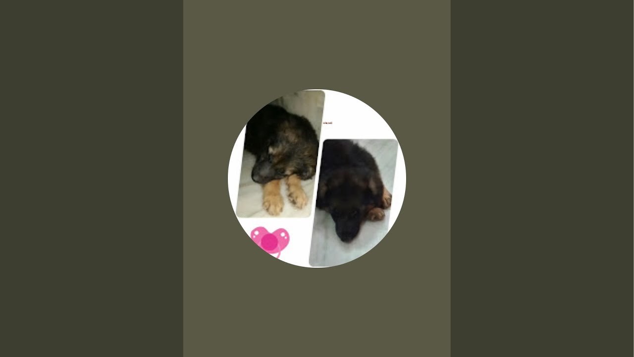 Pawverse 🐾 is live