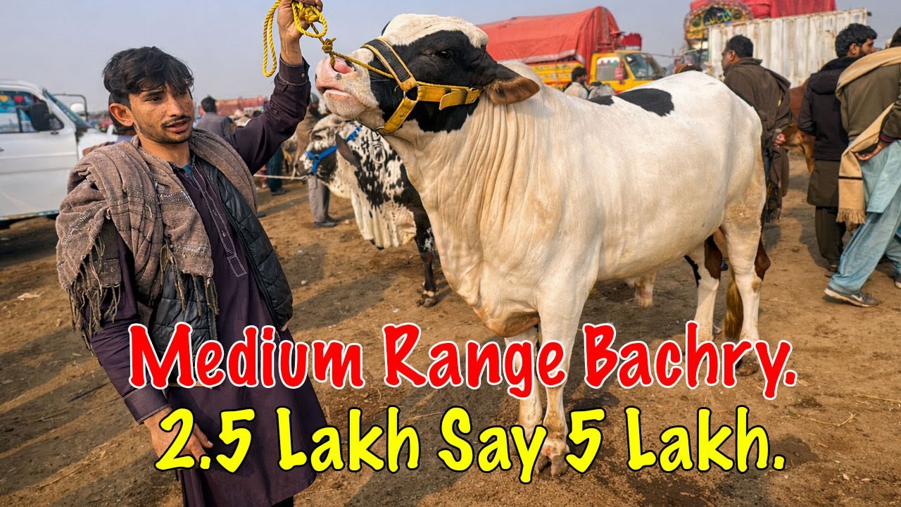 Har Saal Sab Se Zyada Yehi Range Bikti Hai 🔥 | Multan Mandi Mal