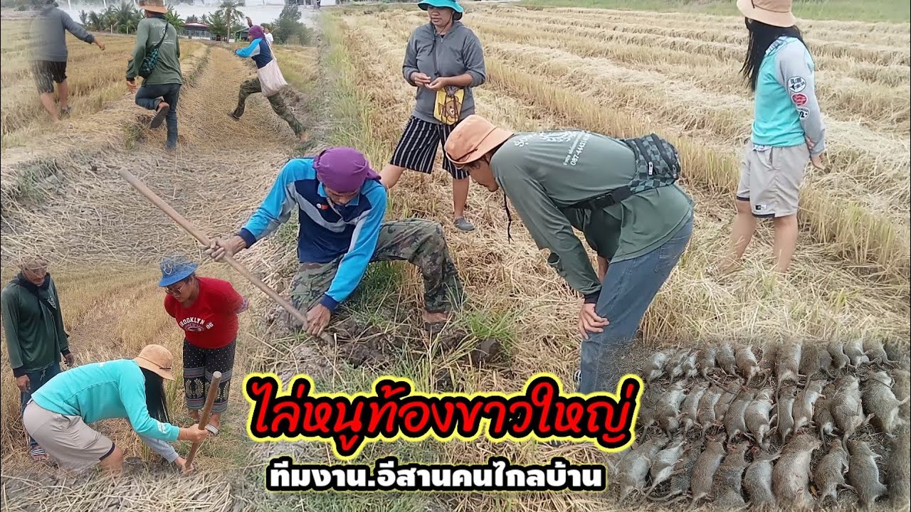 วิธีขุดหนูนาแบบง่ายๆสไตล์[ทีมงาน บ่าวนุ อีสานคนไกลบ้าน]ได้ผล100%