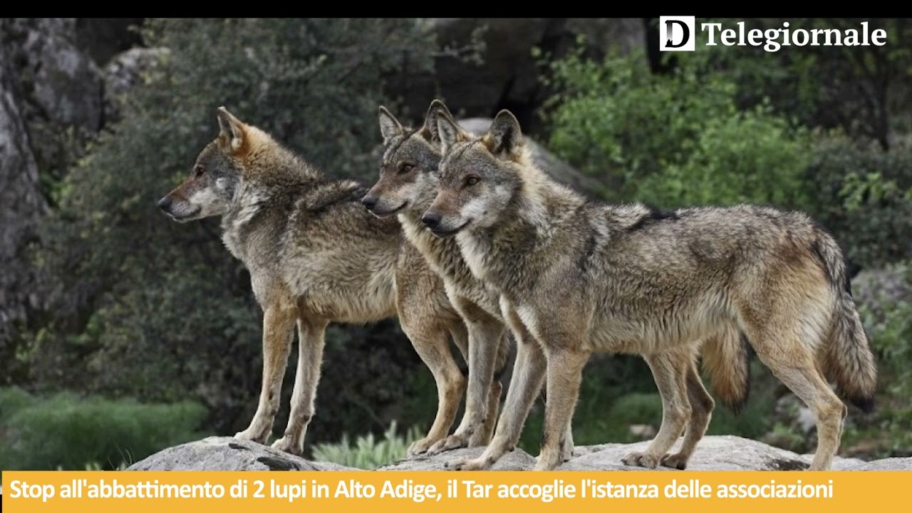 Tg de Il Dolomiti | 14.08.2024