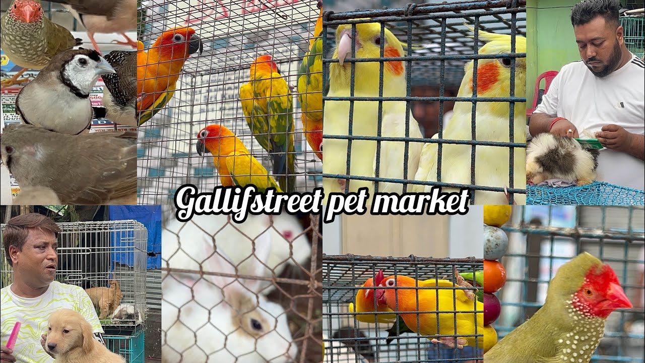 Shyambazar Hat / Gallifstreet pet market / biggest pet market in Asia 4th August 2024