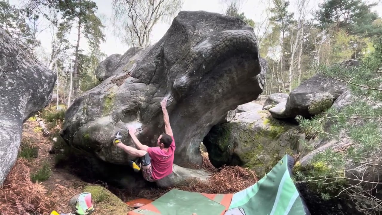 Shtribule, Apremont Sanglier, Fontainebleau